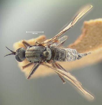 Media type: image;   Entomology 1149 Aspect: habitus dorsal view